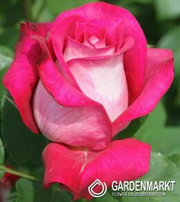 Róża Wielkokwiatowa Malinowo - Biała 1 szt