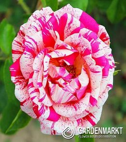 Róża Wielkokwiatowa Paskowana Biało - Czerwona 1 szt
