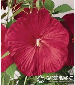 Hibiskus Bagienny Luna Red 1 szt.