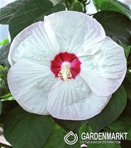 Hibiskus Bagienny Luna White 1 szt.