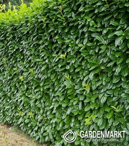 Laurowiśnia Novita 1szt.