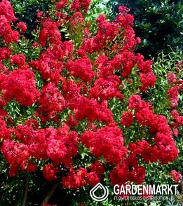 Lagerstroemia Petite Red 1szt.