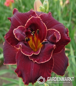 Hemerocallis-Liliowiec Night Embers 1 szt.