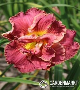 Hemerocallis-Liliowiec Ninth Millenium 1 szt.