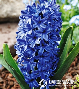 Hiacynt Blue Star 10 szt.