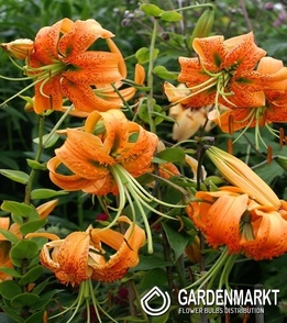 Lilia Lancifolium 1 szt