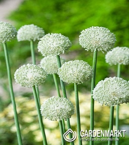 Allium - Czosnek Ping Pong 5 szt.