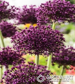 Allium - Czosnek Miami 5 szt.