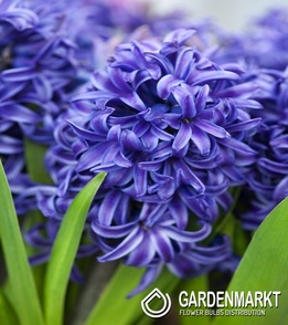 Hiacynt Blue Pearl 5 szt.