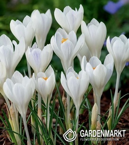 Krokus Wielkokwiatowy Ivory Princess 10 szt.
