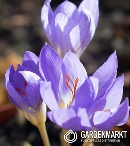 Krokus Wiosenny Pulchellus 10 szt.