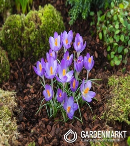 Krokus Wiosenny Dark Eyes 10 szt.