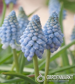 Szafirek Dutch Beauty 10 szt.