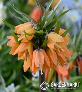 Fritillaria Szachownica Sunrise 1 szt.