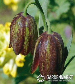 Fritillaria Szachownica Davisii 3 szt.