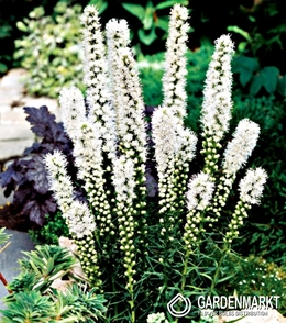 Liatris Spicata Alba-Liatra Biała 10 szt.