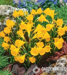 Narcyz Łuskowany Golden Bells 5 szt.