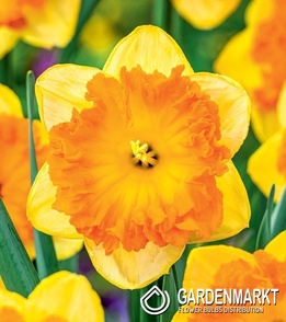 Narcyz Wielkoprzykoronkowy Bright Corsage 5 szt.