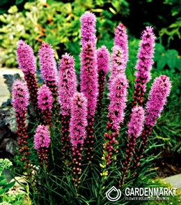 Liatris Spicata-Liatra Fioletowa 10 szt.