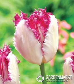 Tulipan Strzępiasty Eyelash 5 szt.