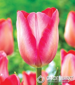 Tulipan Triumph Pink Sound 5 szt.