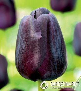 Tulipan Triumph Black Jack 5 szt.