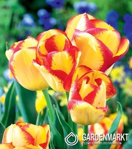 Tulipan Triumph Outbreak 5 szt.