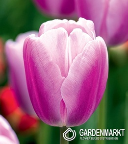 Tulipan Triumph Argos 5 szt.