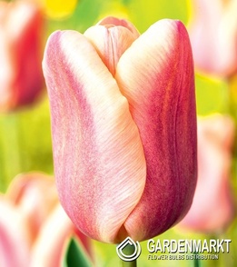 Tulipan Triumph Apricot Foxx 5 szt.