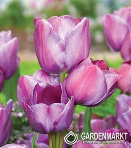 Tulipan Wielokwiatowy Blue Heaven 5 szt.
