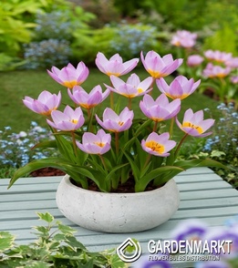 Tulipan Botaniczny Bakeri Lilac Wonder 5 szt.