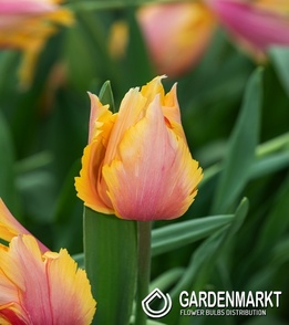 Tulipan dla Kolekcjonera Flaming Memory 5 szt.