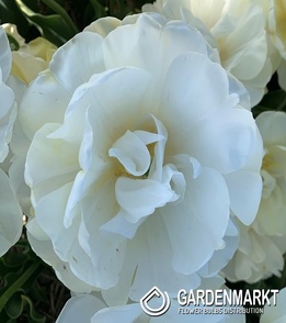 Tulipan Pełny Wedding Dream 5 szt.