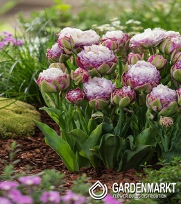 Tulipan Zielonokwiatowy Peggy Wonder 3 szt.