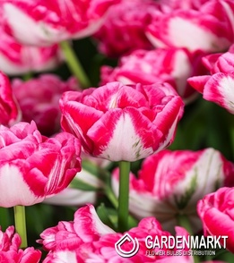 Tulipan Pełny Marshmallow 5 szt.