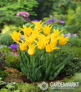 Tulipan Liliokształtny Schiedam 5 szt.