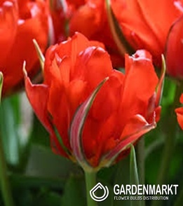 Tulipan dla Kolekcjonera Love Valley 5 szt.