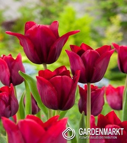 Tulipan Liliokształtny Merlot 5 szt.