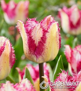 Tulipan strzepiasty Passion Play 5 szt.
