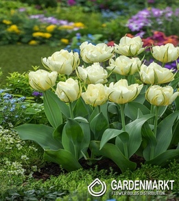 Tulipan Pełny Sweet Valley 5 szt.