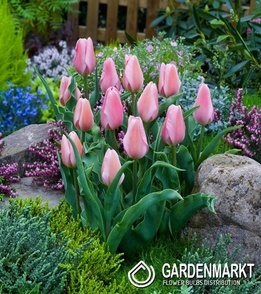 Tulipan Triumph Synaeda Amor 5 szt.