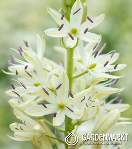 Camassia Kamasja Silk River 3 szt.