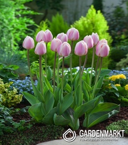 Tulipan Darwina Apricot Delight 5 szt.