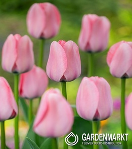 Tulipan Darwina Bella Blush 5 szt.