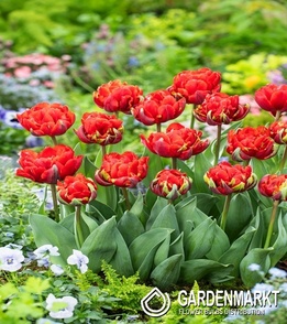 Tulipan Pełny Bombastic Red 5 szt.