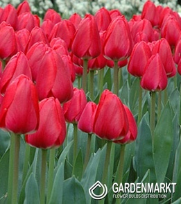 Tulipan Darwina Cherry Delight 5 szt.