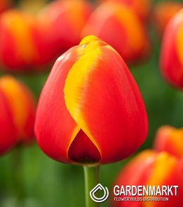 Tulipan Darwina Dafeng 5 szt.