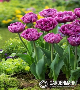 Tulipan Pełny Double Flag 5 szt.