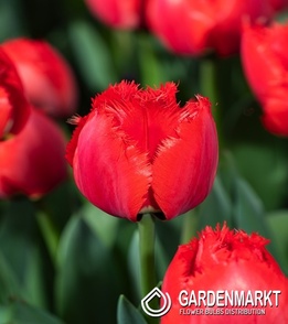 Tulipan Strzępiasty Masterpeace 5 szt.