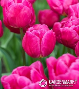 Tulipan Triumph Pink Majesty 5 szt.